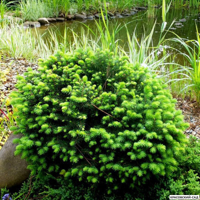 Ель Карел - Karel