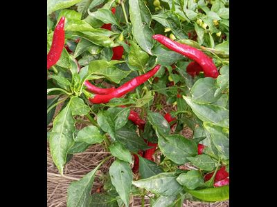 перец острый Бараний рог