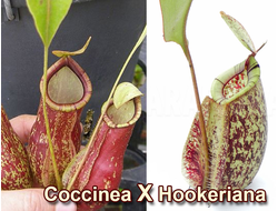 Nepenthes Hybrid Hookeriana X Coccinea - Непентес гибридный Хукериана Х Кокцинея