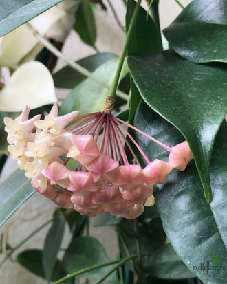 Hoya thuathienhuensis