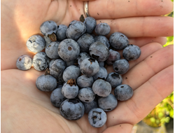 Норт Лэнд (North Land)