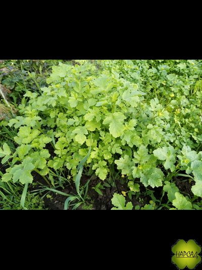 ГОРЧИЦА 1 КГ ОЗДАРАВЛИВАЕТ ПОЧВУ