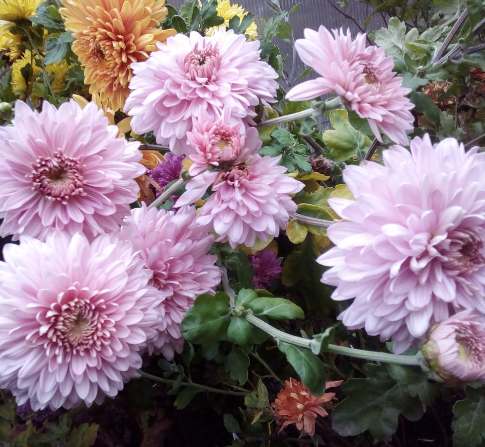 Хризантема корейская (Chrysanthemum koreanum