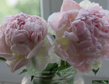 Paeonia Jeannot