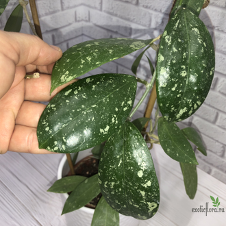 Hoya Acuta yellow flowers and thick-splash leaves