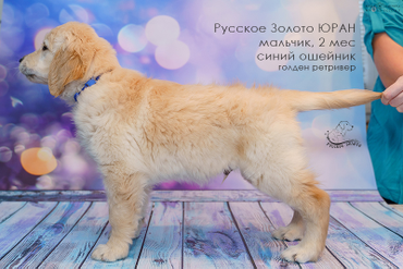 РЗ Юран,  мальчик с синим ошейничком, 2 мес.