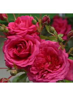 Лагуна(Laguna)