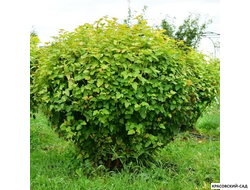 Пузыреплодник калинолистный Лютеус  в форме шара - Luteus