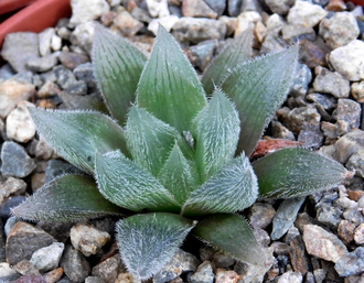 Haworthia cooperi v.venusta - укорененная детка