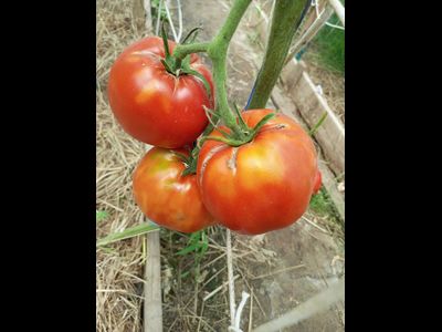 Томат Божий дар