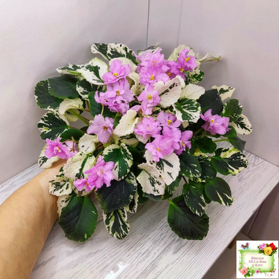 Cherokee Trail (L. Ray) трейлер (пасынок сорт посажен 06.10.25)