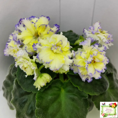 ЛЕ-Золото Нибелунгов (Е. Лебецкая) 2017 г.