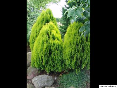 Туя Ауреа Нана - Aurea Nana