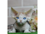 Эксклюзивная девочка Devon Rex — чёрная черепаха с белым и редкий доминантный ген голубых глаз.