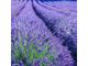 Лаванда Майлетт (Lavandula angustifolia), Франция (5 мл) - 100% натуральное эфирное масло