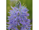 Camassia leichtlinii subsp. suksdorfii &#039;Electra&#039;