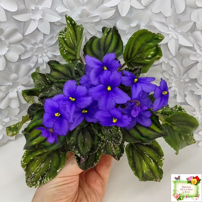 LV-БИГ (Л. Шевелева) 2024 г. трейлер (пасынок сорт посажен 15.08.25)