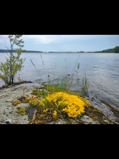 Пешая прогулка "Щельга: ледниковое прошлое Заонежья"