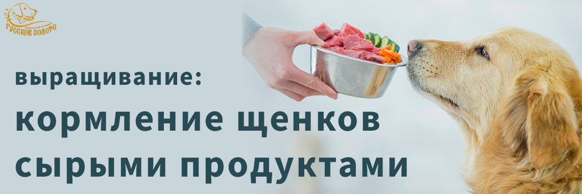 Статья - кормление щенка натуральными сырыми продуктами