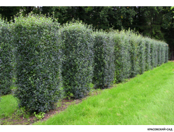 Бирючина Пирамидале -  Pyramidale