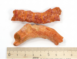 Коралл природный в ассортименте, Индонезия (60-65 мм, 11-13 г) №27532