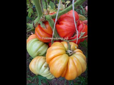 Томат Гигант Фарина (Gigante Farina, Италия)