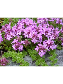 Чабрец (Тимьян) Халлс вар. Роза
