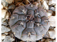 Gymnocalycium esperanzae VG-1306 (D=30 мм)