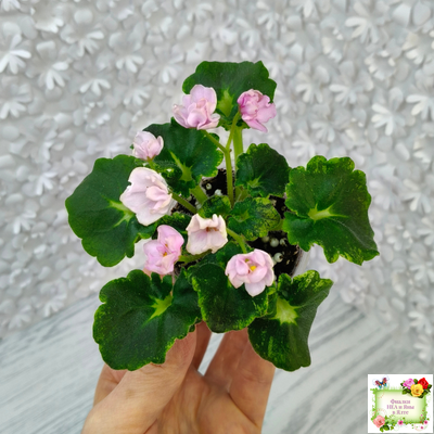 LV-Прелесть (Л. Шевелева) сеянец (стартер)