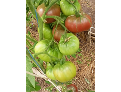 Томат Париж (Paris)