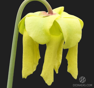 Sarracenia Flava var. Rubricorpora