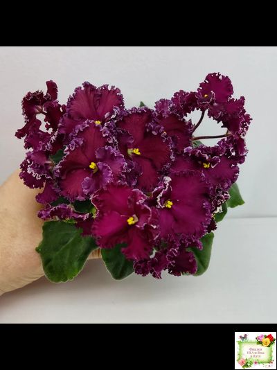 ЛЕ-Шелковые Кружева (Е. Лебецкая) 2017 г. (лист посажен 28.01.26)