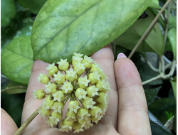 Hoya cv. Viola