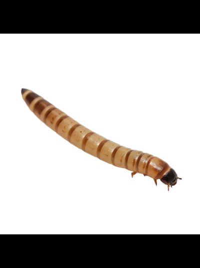 Зофобас живой