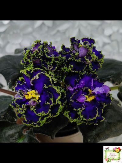 ЕК-Кудри Посейдона (Е.В. Коршунова) 2017 г. (лист посажен 01.11.25)