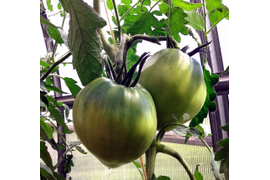 Сердце Тибета, фото от 14 июля