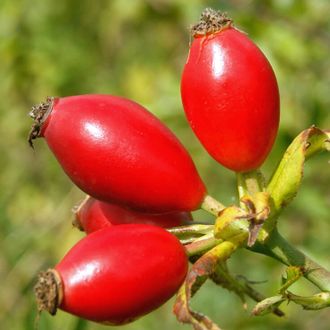 Шиповника масло (Rosa canina) нераф 100 мл