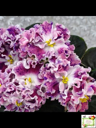 ТФ-Confetti (Т. Фурлетова) 2024 г. (лист с детками посажен 13.07.25)