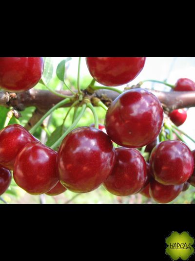 Превосходная Веньяминова