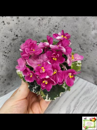 ЛЕ-Фруктовая Мармеладка (Е.Лебецкая) 2017 г. (пестролистный гёрл)