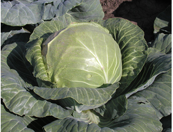 Капуста белокочанная Ринда, 9 шт