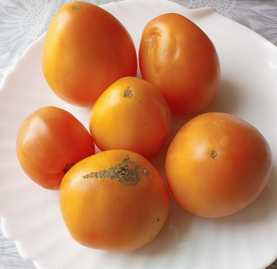 Томат Ранний оранжевый Розали (Rosalie’s early orange), США