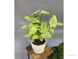 Сингониум в керамическом горшке