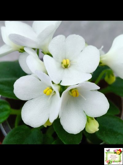 ЛЕ-Принцесса Лея (Е.Лебецкая) 2016 г.