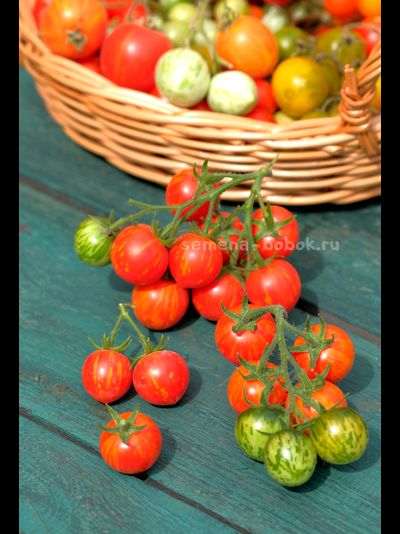 Томат Ruby Slipper (Рубиновые бамшмачки), 10 шт