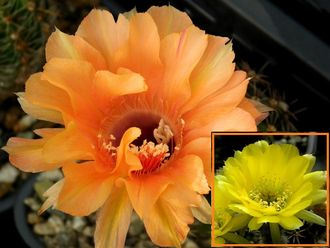 Echinopsis hybrid `Venskiy vals` x Lobivia longispina VG-597/1 - 5 семян