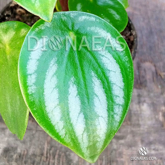 Peperomia Argyreia, Пеперомия аргирея, арбузная, тенелюбивое растение ...