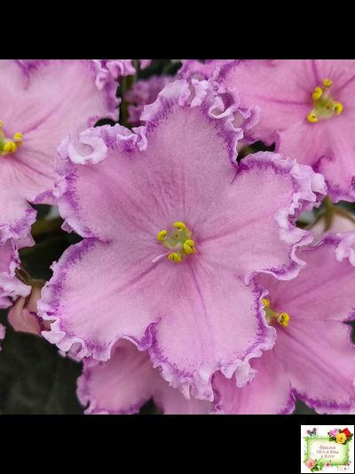 Nik-Хмельное Лето (Н. Булко) 2022 г. (крупная детка)