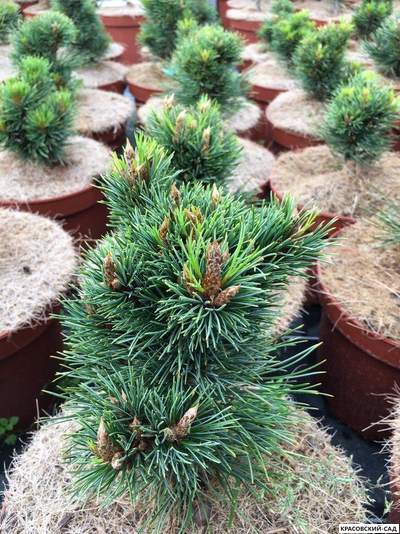 Сосна кедровая европейская Ортлер - Ortler