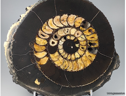 Аммонит, пирит, полированный срез с подставкой. Россия. 275*255*43мм
